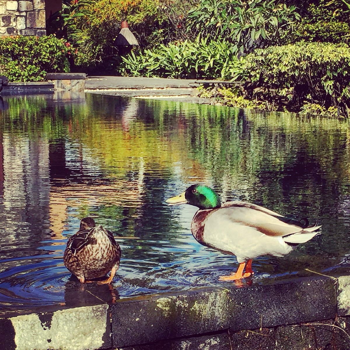 DhirenPereira's tweet photo. #Oberoi_BestInTheWorld #OberoiMauritius #DucksInAPond @OberoiGroup https://t.co/uP4UzFymMP