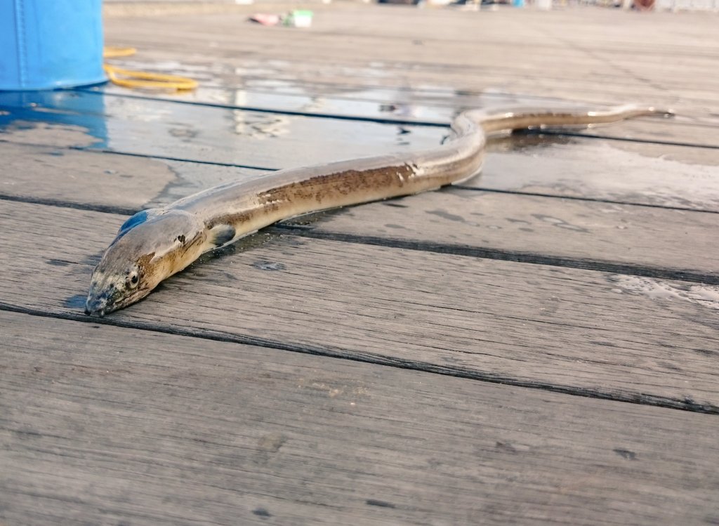 Mogtsub V Twitter というわけで 釣り師の方 教えて下さい この魚はなんですか 江ノ島 釣り 魚の名前 謎の魚 アナゴに似てる ウミヘビかも