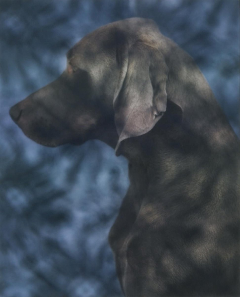 wegman_william's tweet photo. Dusk, 20×24in, Sold for $4,920 USD #williamwegman https://t.co/HcST1wTSVt https://t.co/1YTh8Khvzg