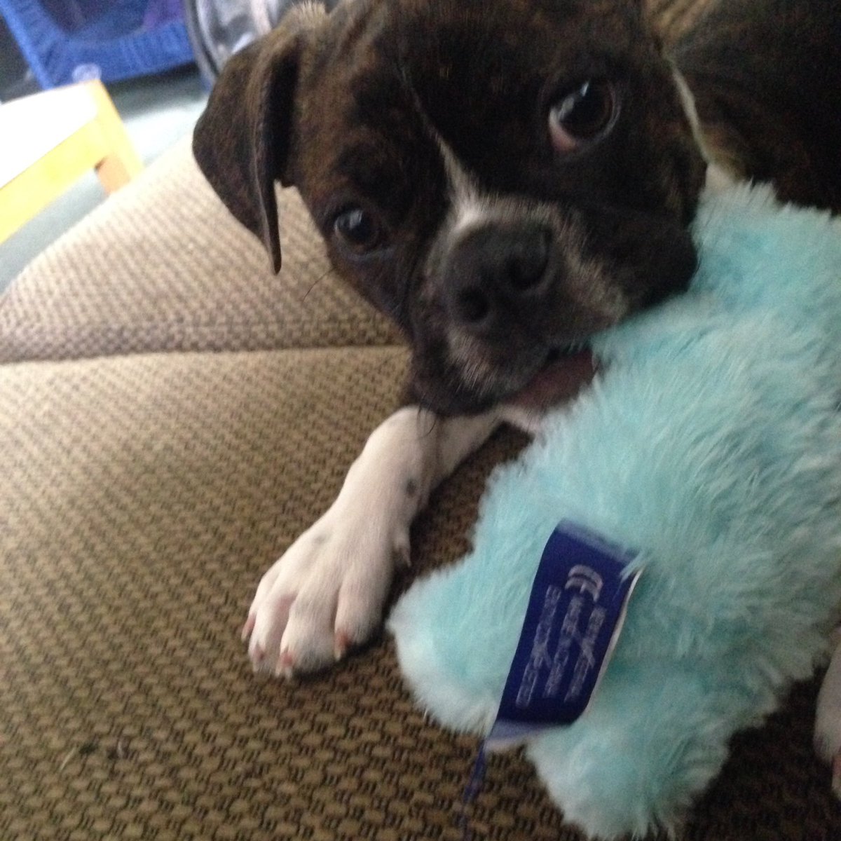 AmieLeonard's tweet photo. Dog sitting this little nugget #socute https://t.co/wW54AxCxc4