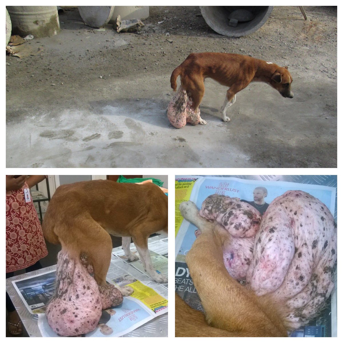 otaradel's tweet image. Rescued yesterday with a huge growth😳 To donate for his operation visit otarafoundation.com/donate #EmbarkRescue