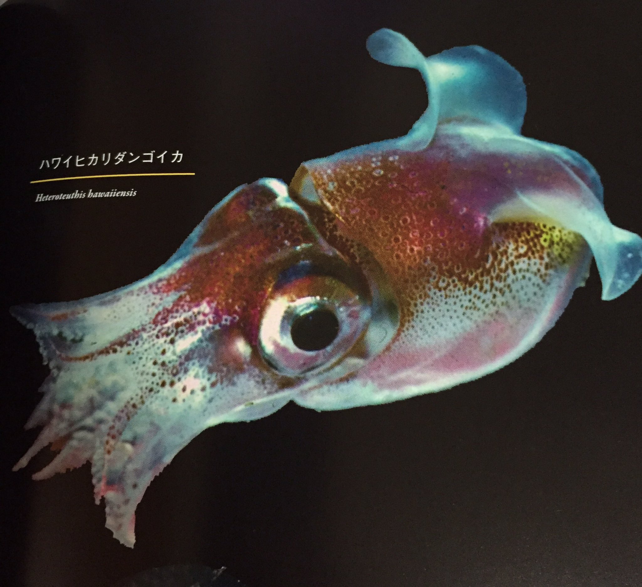 深海魚くん 今週の深海魚 ハワイヒカリダンゴイカ 光る墨を吐くよ とっても綺麗だけど天敵から身を守る為に必要な技なんだねぇ