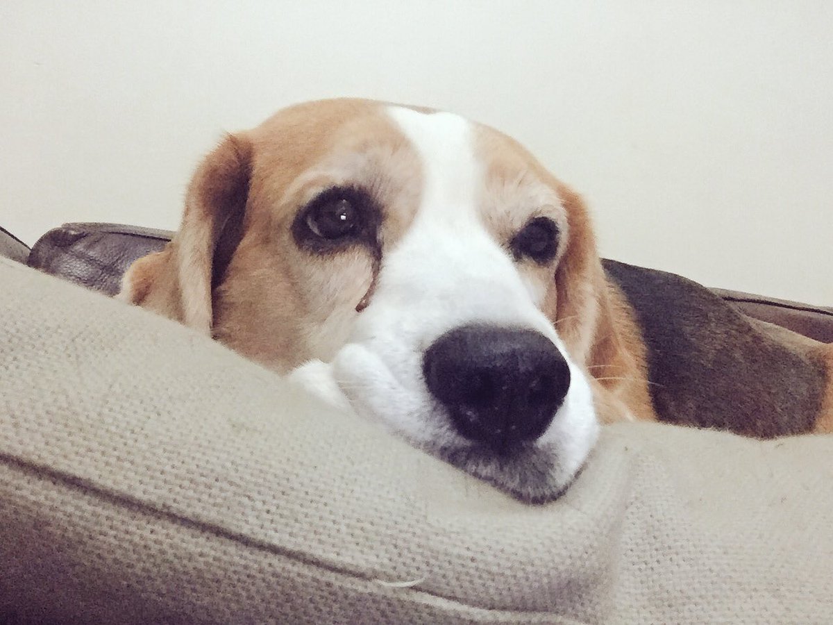 IzzyandCooper's tweet photo. Cold winter nights are for TV watching - but only if one has one's own cushion... #beagle #doglife https://t.co/RsRdnOU6B1