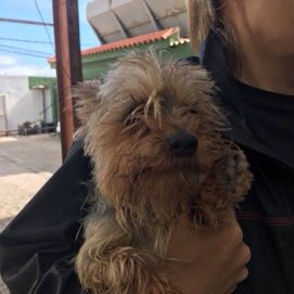 No hay nadie para Dalton? Necesita salir de la guardería para observar porqué a veces tuerce un poco! Urge Acogida