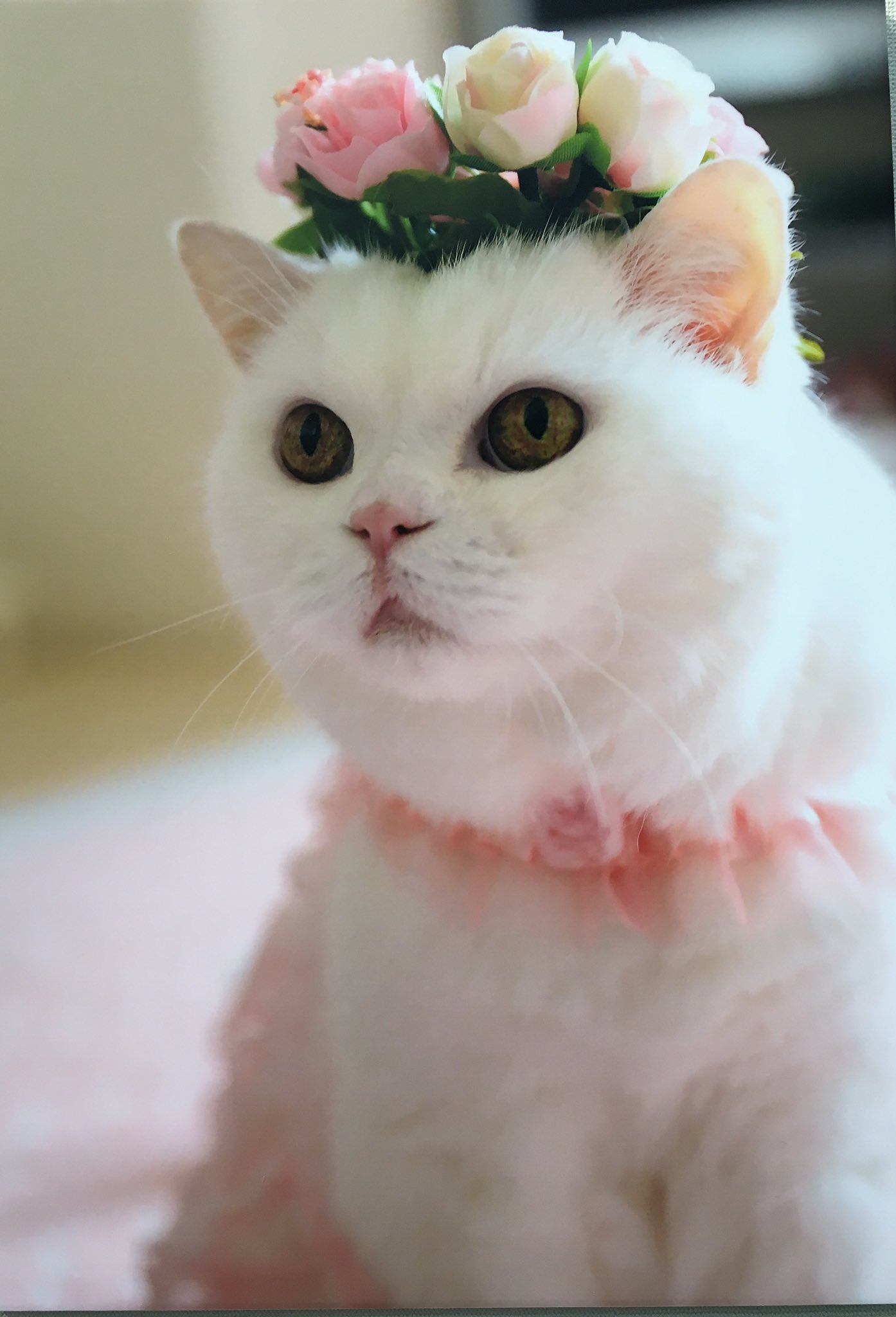 Розовая кошка