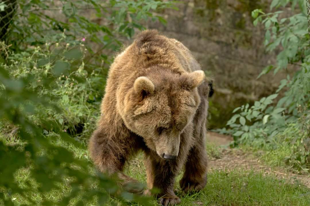 Dartmoor Zoo (DartmoorZoo) Twitter