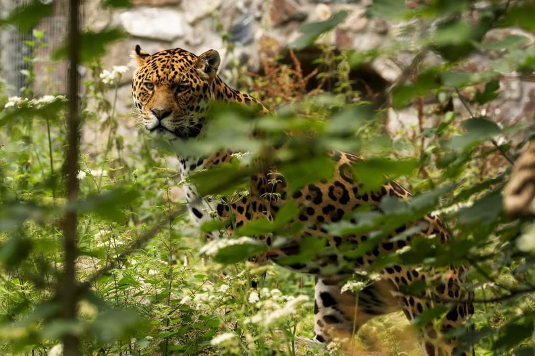 Dartmoor Zoo (DartmoorZoo) Twitter