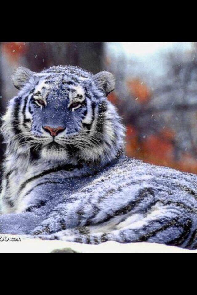 CLlENTAV_INTL's tweet image. ~ Rare Blue Tiger •
