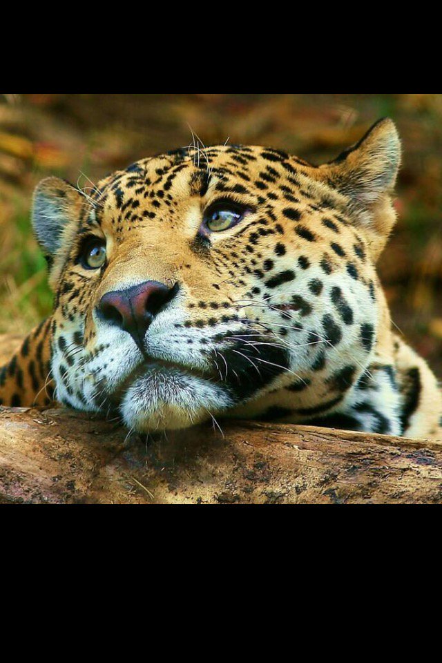 CLlENTAV_INTL's tweet image. •• Sweet Molly •