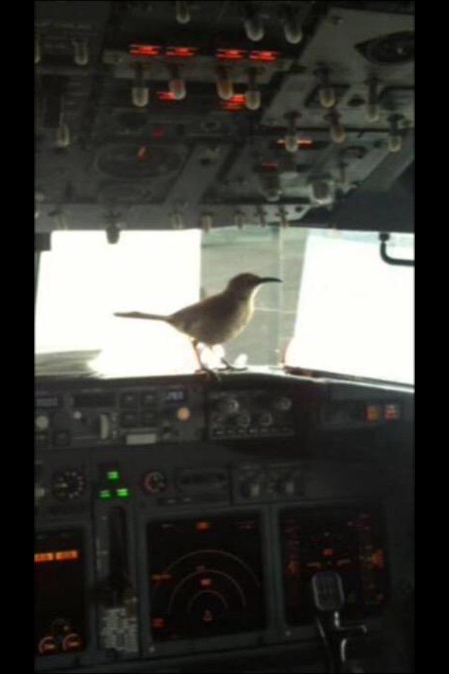 CLlENTAV_INTL's tweet image. ~ Stowaway •