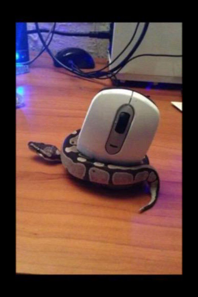 CLlENTAV_INTL's tweet image. ~ Baby Cobra cough a mouse •