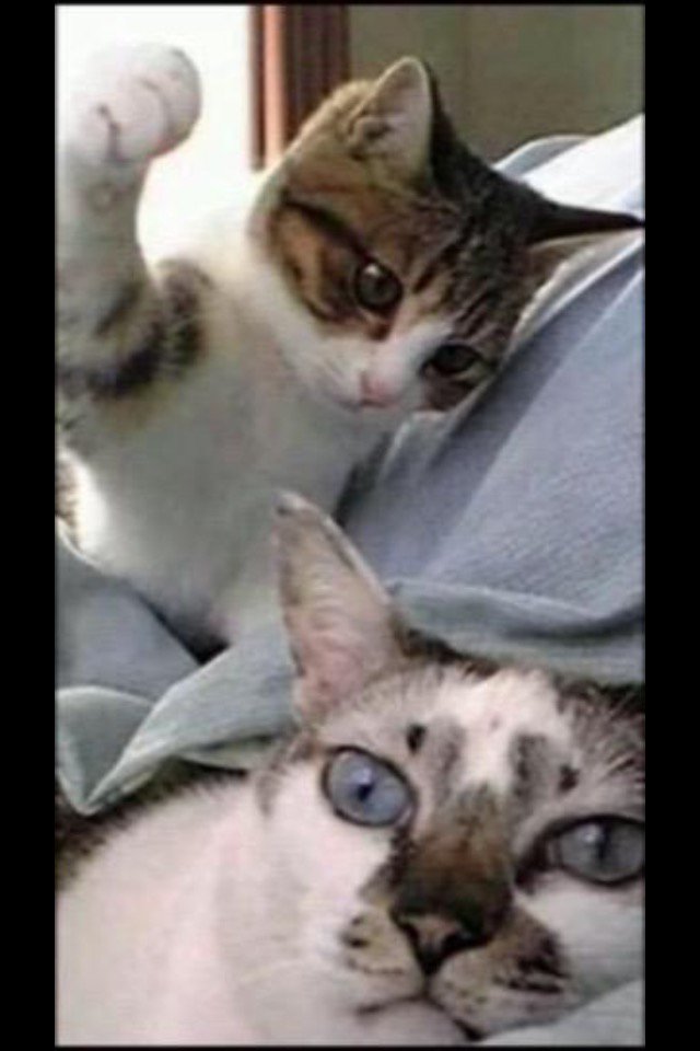 CLlENTAV_INTL's tweet image. ~ This should be fun to watch •