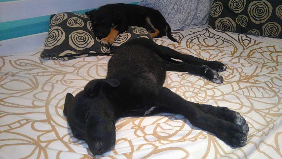 alba_verdee's tweet photo. Los bebés buscan una casa, están en el refugio y son demasiado pequeños 😢 https://t.co/3ZiNN0uhVL