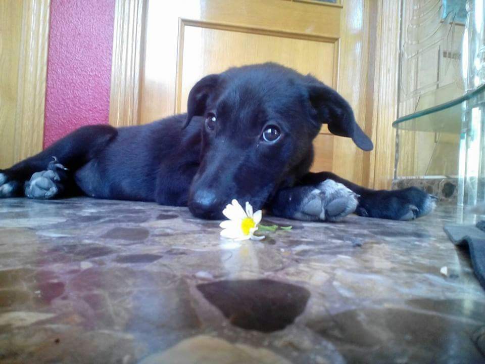 alba_verdee's tweet photo. Los bebés buscan una casa, están en el refugio y son demasiado pequeños 😢 https://t.co/3ZiNN0uhVL