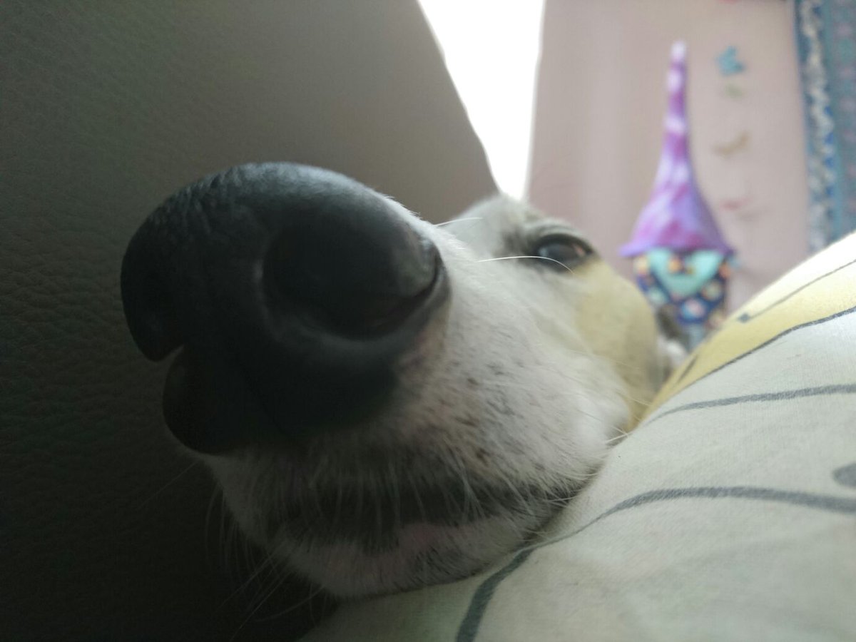 RescuedHound's tweet photo. ...get up so that I can snooze on your pillow! #ownthebed https://t.co/0KzSkEjWQP