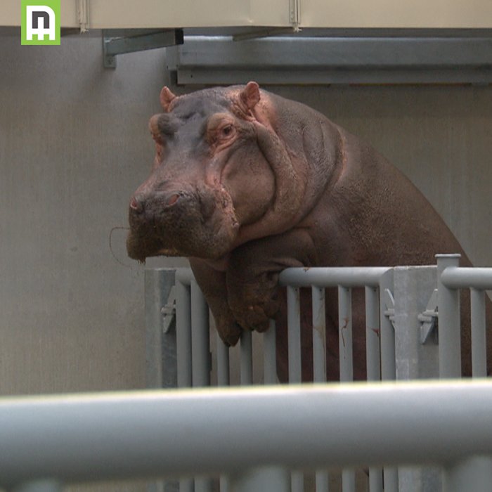 #Nijlpaarden hebben er de kracht niet voor. Geduld is een schone zaak.. Vanmiddag om 16.30 uur bij <a href="/SBS6/">SBS6</a>