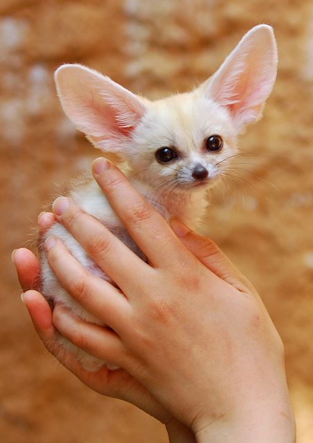 _bilge_e's tweet photo. Çöl tilkisi / Fennec Fox https://t.co/hCdgACOPmW