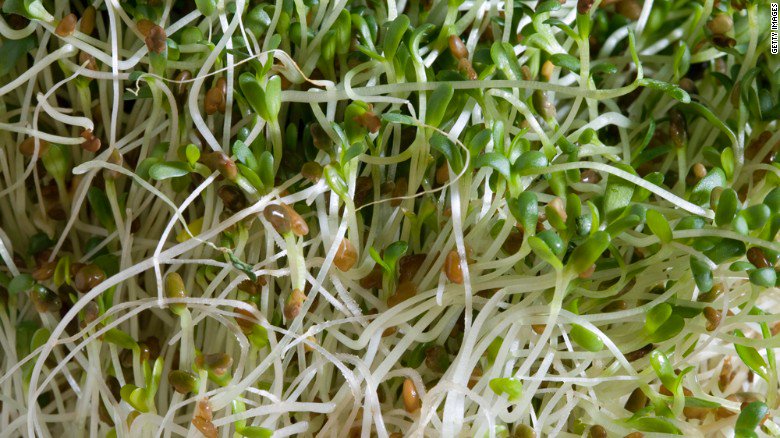 CNN's tweet photo. A salmonella outbreak in 9 states is linked to alfalfa sprouts, @CDCgov says https://t.co/u8DlZ3403l https://t.co/ELwk2V2uUp