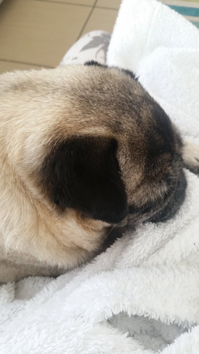 Tia_Pug's tweet photo. @EricMcBrug @Elsiemaepuggles @JimiPug @bukesbestfriend this is the life https://t.co/KtbPUfbyIY