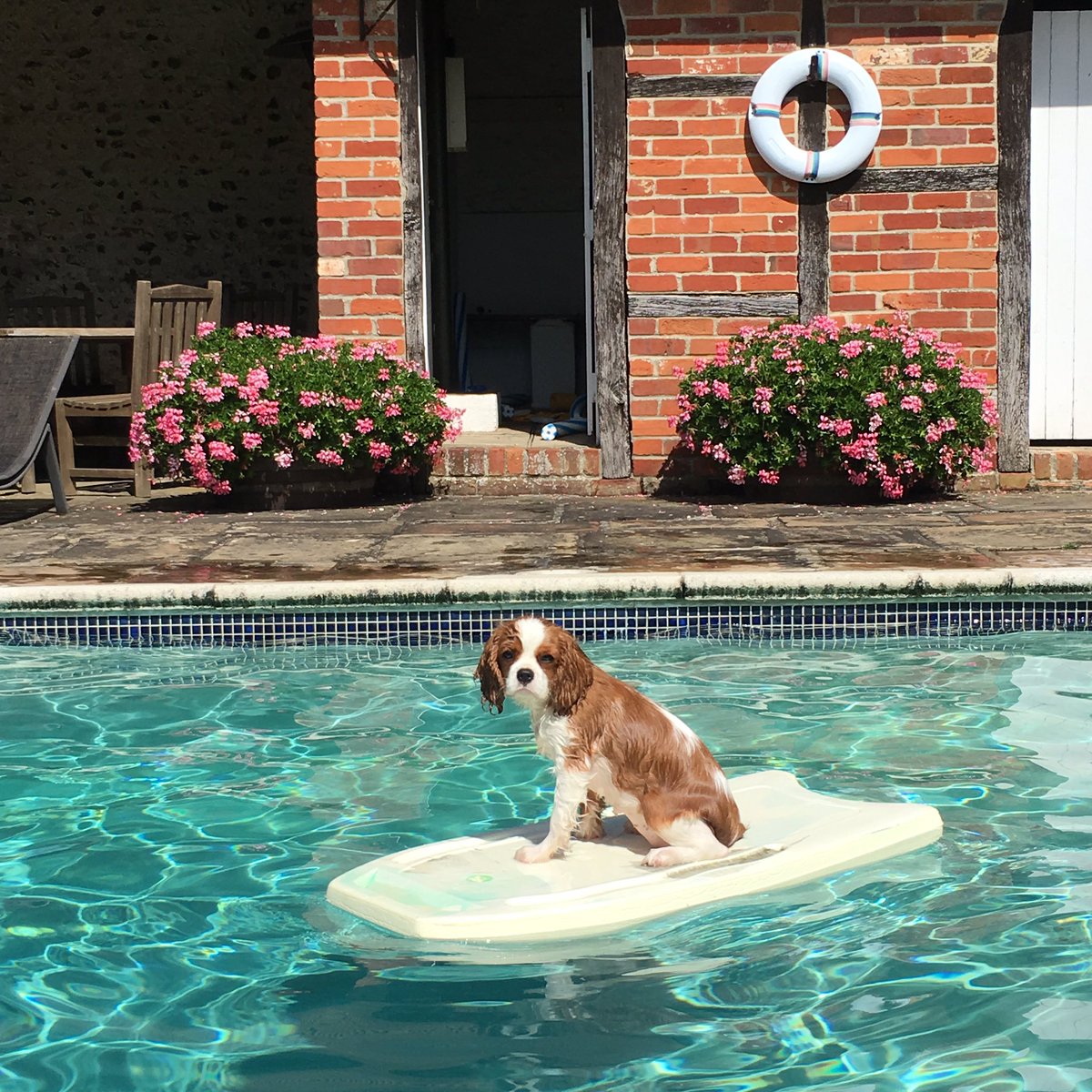 OMGitsAliA's tweet image. Such an amazing weekend break so far - Eevee got her first swimming lesson... She wasn&apos;t impressed! 😂🐶💙