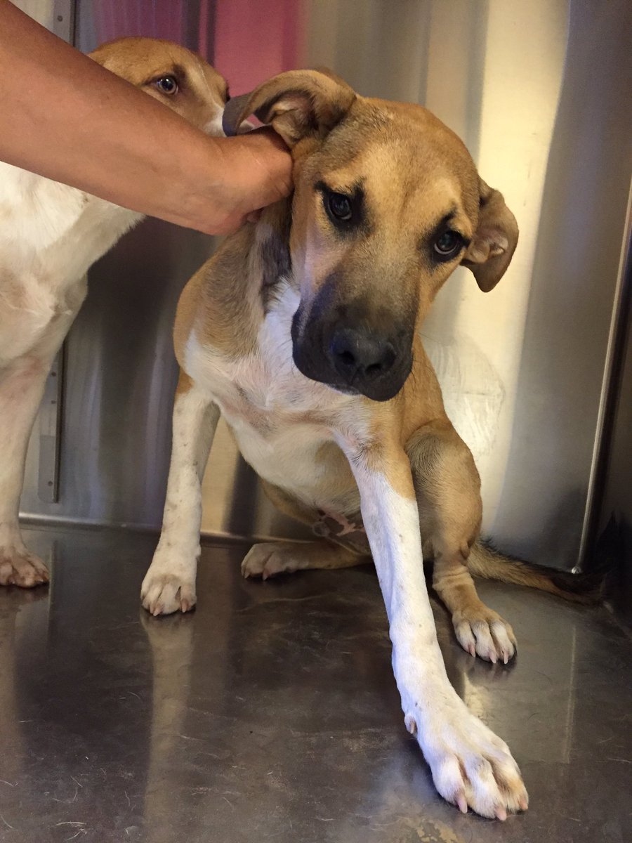 HumaneSocietyWT's tweet photo. This is Boy. He is very sweet and house trained. He will love you forever! https://t.co/22EteViCHi
