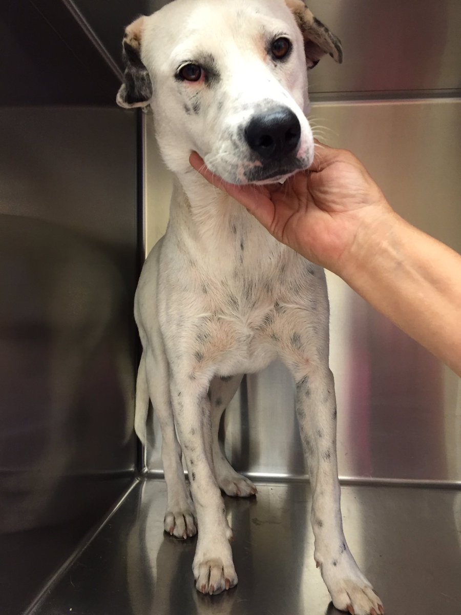 HumaneSocietyWT's tweet photo. This is Chip! He loves interaction and being pet. Take him home and love him forever! https://t.co/VQ4XxigESF