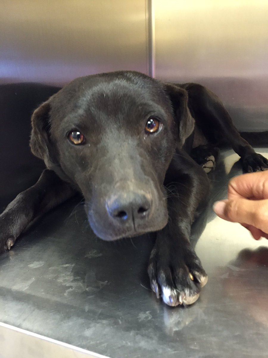 HumaneSocietyWT's tweet photo. This is Suzie! She is a little shy at first but loves to love. She will love you forever! https://t.co/BnHBIRay8B