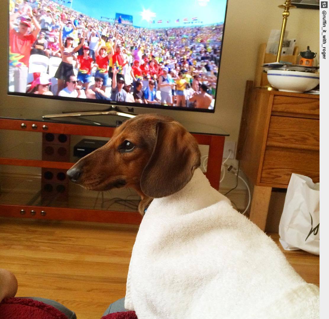 IngloriousDogs's tweet image. Watching Olympic beach volleyball. I'm under the distinct impression that I'm up soon for Team USA. #athleticdog