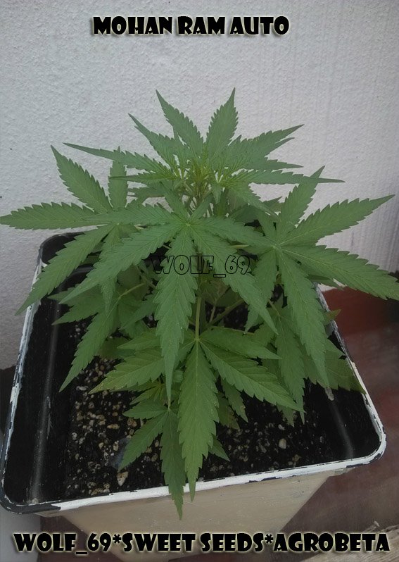 wolfseisnueve's tweet photo. Fin de la primera semana de floracion, autoWOLFsweet* wolf_69, sweet seeds &amp; agrobeta ;) Bloody skunk, devil cream https://t.co/wmqeXWAKlH