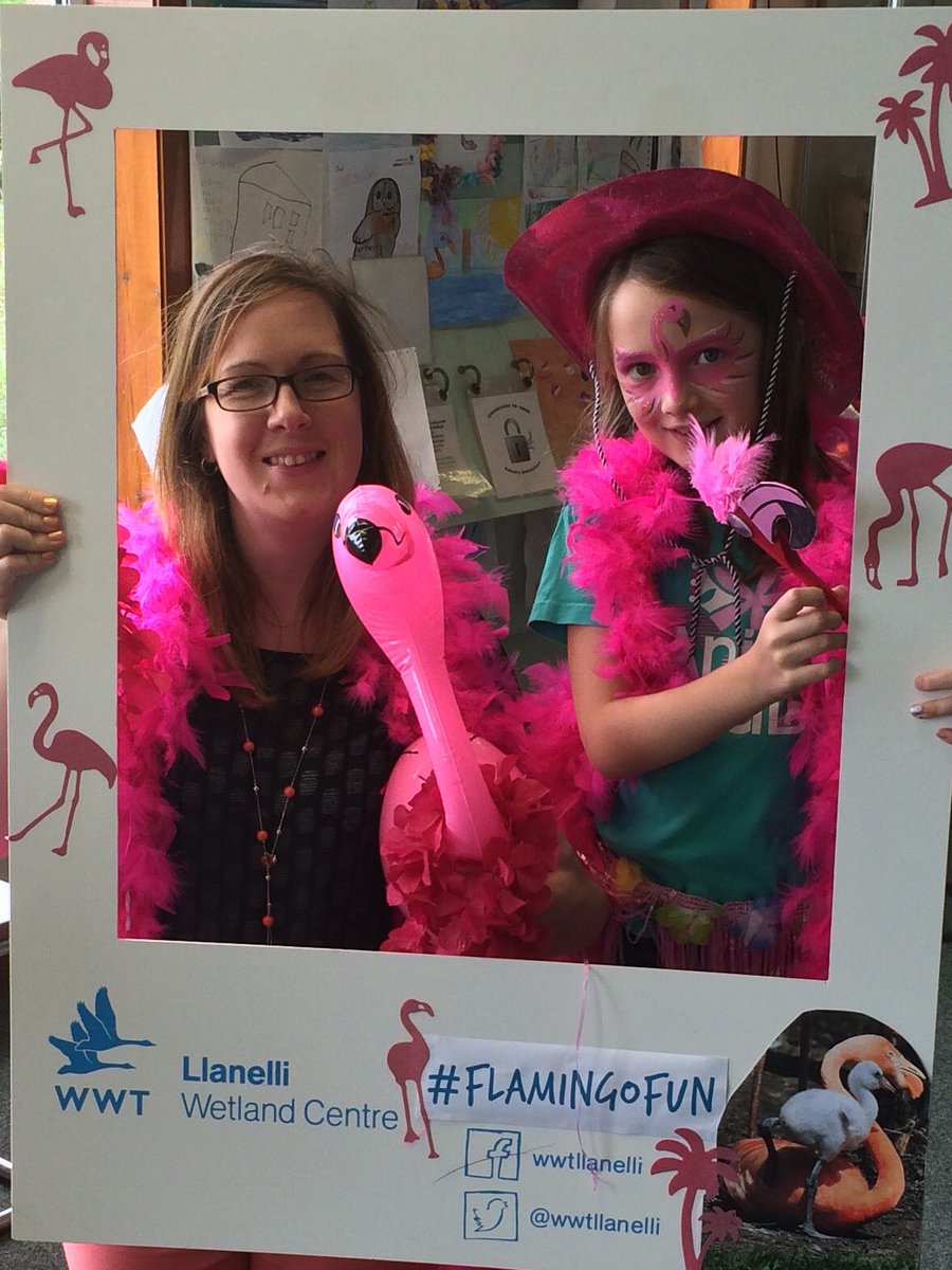 slgutteridge's tweet image. Flamingo fun! #flamingofun #wwtllanelli