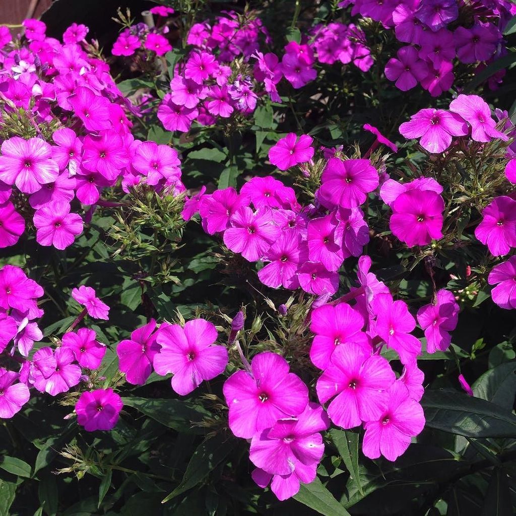 Michael Veselovsky (@vsivsk) on Twitter photo 