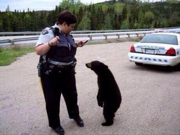 CauseWereGuys's tweet photo. "You wouldn't stop me if I was polar bear" https://t.co/YCleYg2xFj