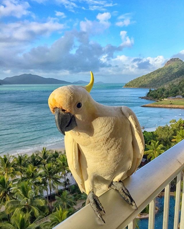 Australia's tweet photo. "You're ordering room service? I'll take a tropical fruit platter, please!" (via IG/seviskaleris on @HamiltonIsland) https://t.co/kTYTyIvTvk