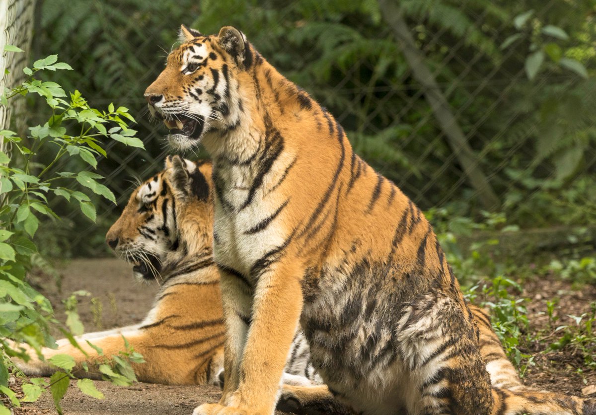 Dartmoor Zoo (DartmoorZoo) Twitter