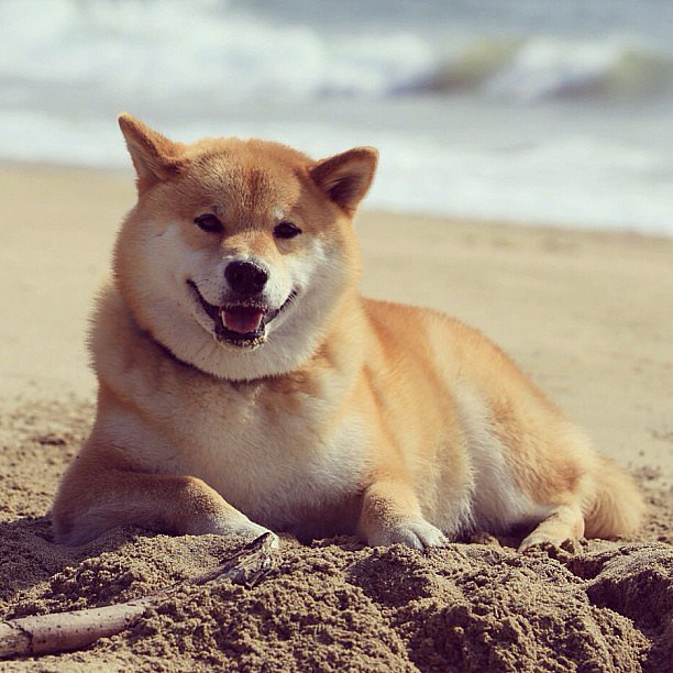 MissLexiqueen's tweet photo. ❤❤❤😃😃😃 Lou at the beach https://t.co/rLuBH30gGe