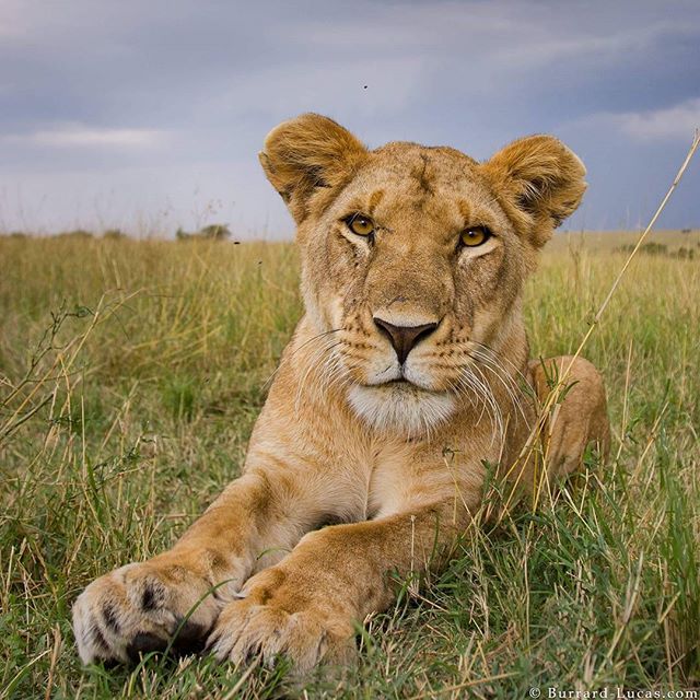 A beautiful lioness photographed with #beetlecam instagram.com/p/BIxFaEPBSfo/