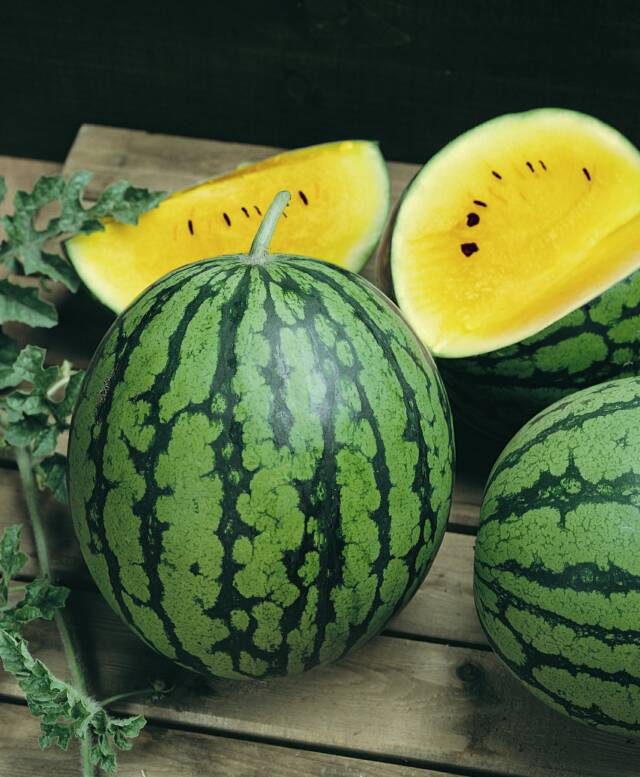 bmacres's tweet photo. Sweet summer fruit is here! Peaches, watermelon (with Yellow Doll variety), cantaloupe, musk melon and strawberries https://t.co/ugo9WNwGtR