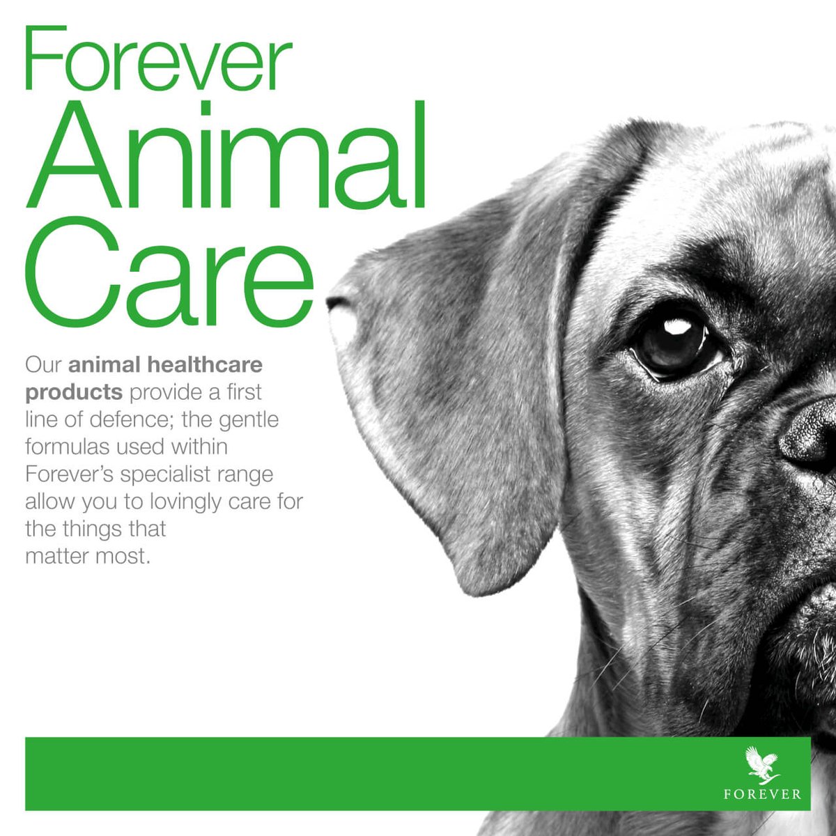 #ForeverLiving cares for your #pets just as much as you. #dog #cats  link.flp.social/L32TcG