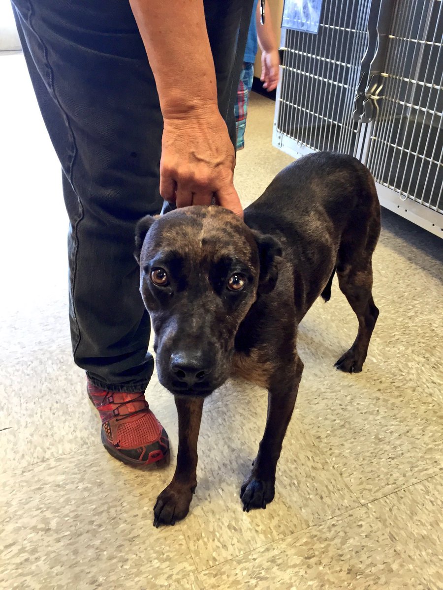 HumaneSocietyWT's tweet photo. This is Sara! She is a little shy at first but is very loving. She is a very sweet friend. https://t.co/yHJ5uFbEGo