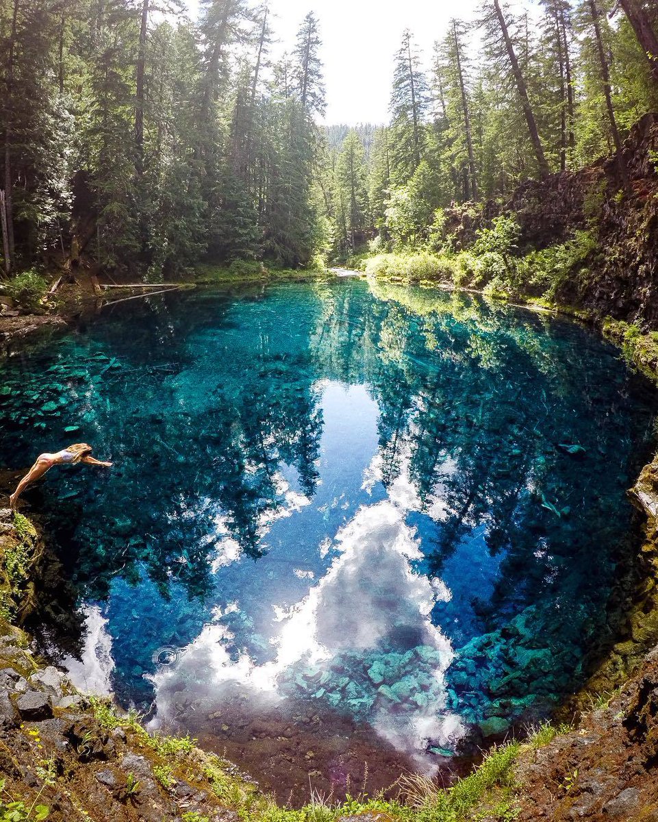 EarthPix's tweet photo. Jump in! Tamolitch Blue Pool, Oregon | Photo by Quin (@everchanginghorizon on IG) https://t.co/oDGYRwAoA3