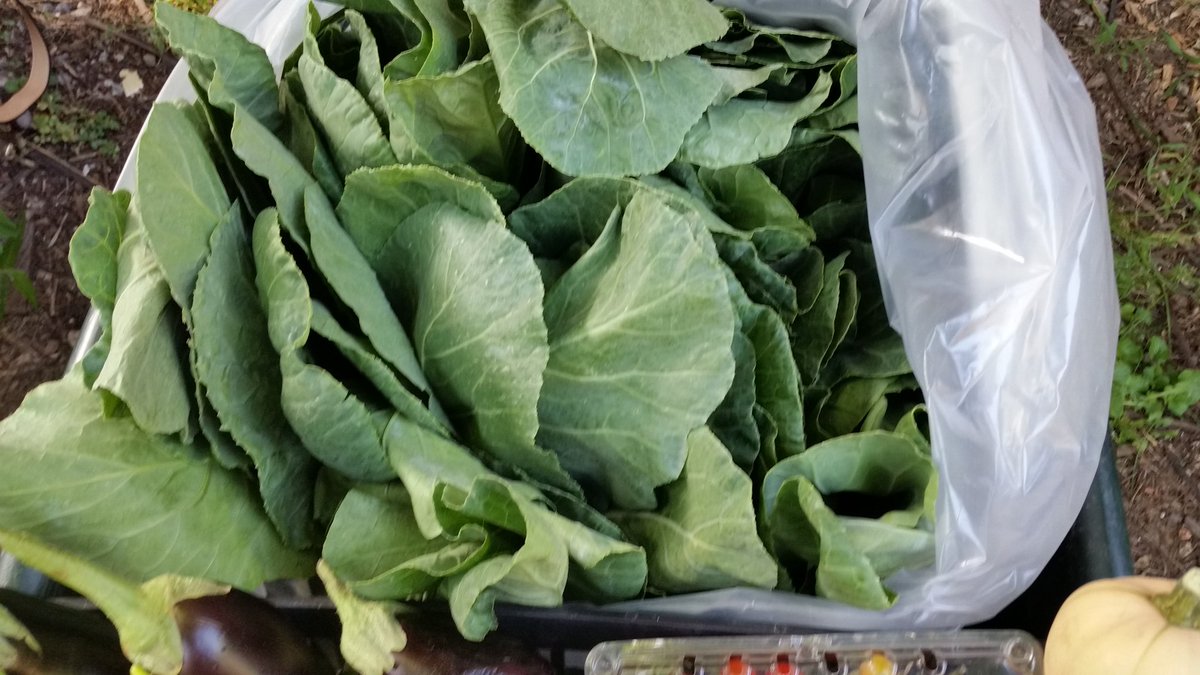 ena_mcpherson's tweet photo. This week's 8/11/16 Market Shr #TranquilityFarm and #T&T Gdn. #UrbanAg #eatlocalfood #Bed-StuyLife #Notonlyflowers! https://t.co/Y4C38VIfmN