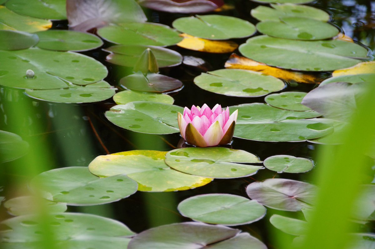 #Sommer zeit ab in die #Natur deren Schönheit entdecken. Inspiriert von der Seerose blickend durch grüne Grashalmen.