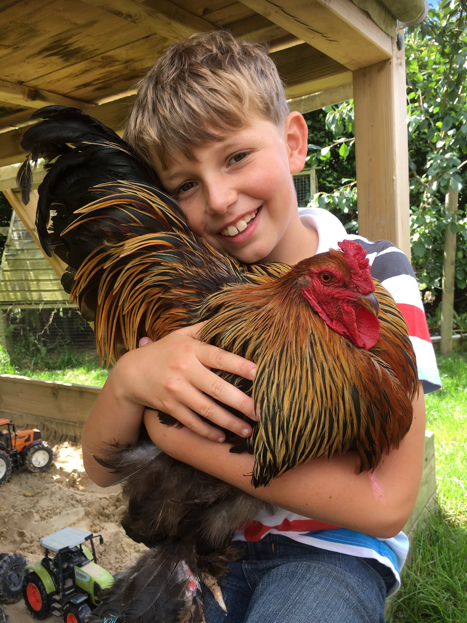 Rare Lavender Brahma Cockerel! - Moorlands Backyard Chooks