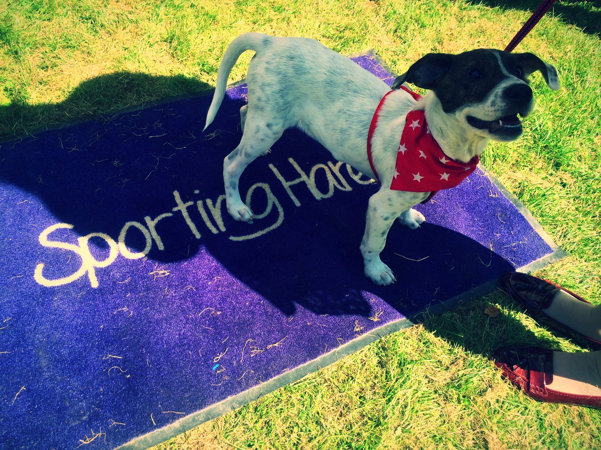 Top visitor at <a href="/OswestryShow/">Oswestry Show</a> today! 🐶❤️ (📷 Daisy Carter) sportinghares.com