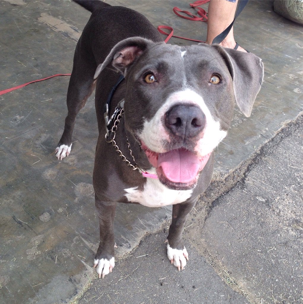 CanineParenting's tweet photo. Sadie at VIP class: Very Important Pitbull! #turnaroundTraining #canineParenting https://t.co/oUhvVsfJYE