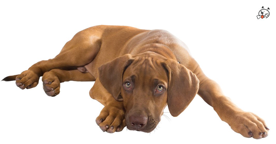puppies4all's tweet photo. Today, let's read about our muscular #Rhodesian_Ridgeback Puppies! Click &amp; read now: https://t.co/N85eLtFLzV https://t.co/QexagdcsO5