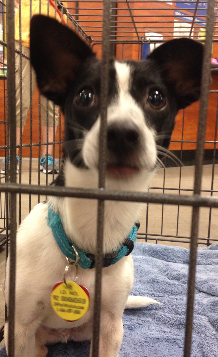 PetSmartOcoeeFl's tweet photo. Adoptions at petsmart ocoee.  Today.
#PetSmartOcoeeFl #adopt #adoptions #pets #ocoee https://t.co/fo9ooD2SHu