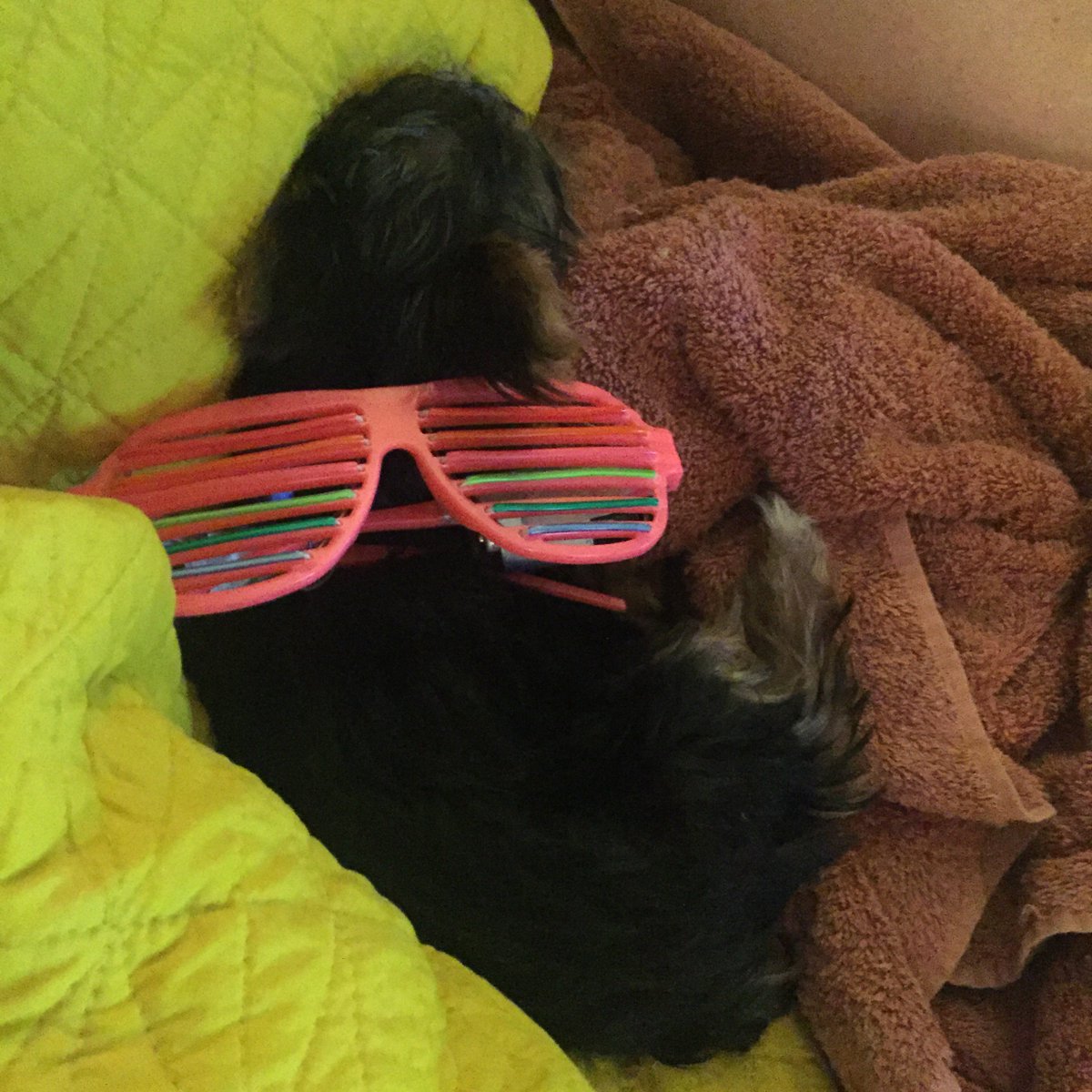 dropshades's tweet photo. Perfect #Dropshades holder 👌🏻 To learn more, go to https://t.co/vinzlD4tCc #lightupglasses #edm #dog #party #puppy https://t.co/YUXHZUVYIy