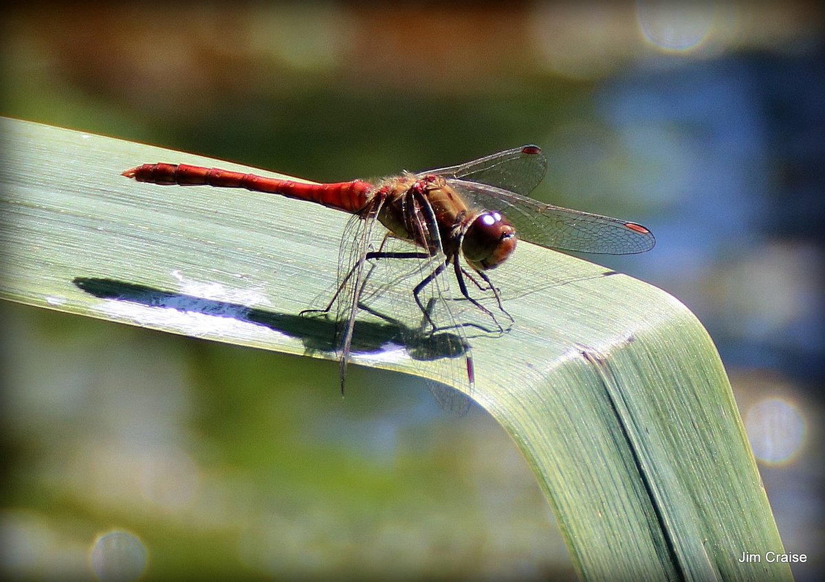 #Smallreddamselfly  @HantsIWWildlife #rockgrdens #shutterislandports #LoveYourCity @Spotted_Pompey