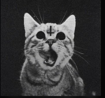 SimonsCat_00's tweet image. C A I N